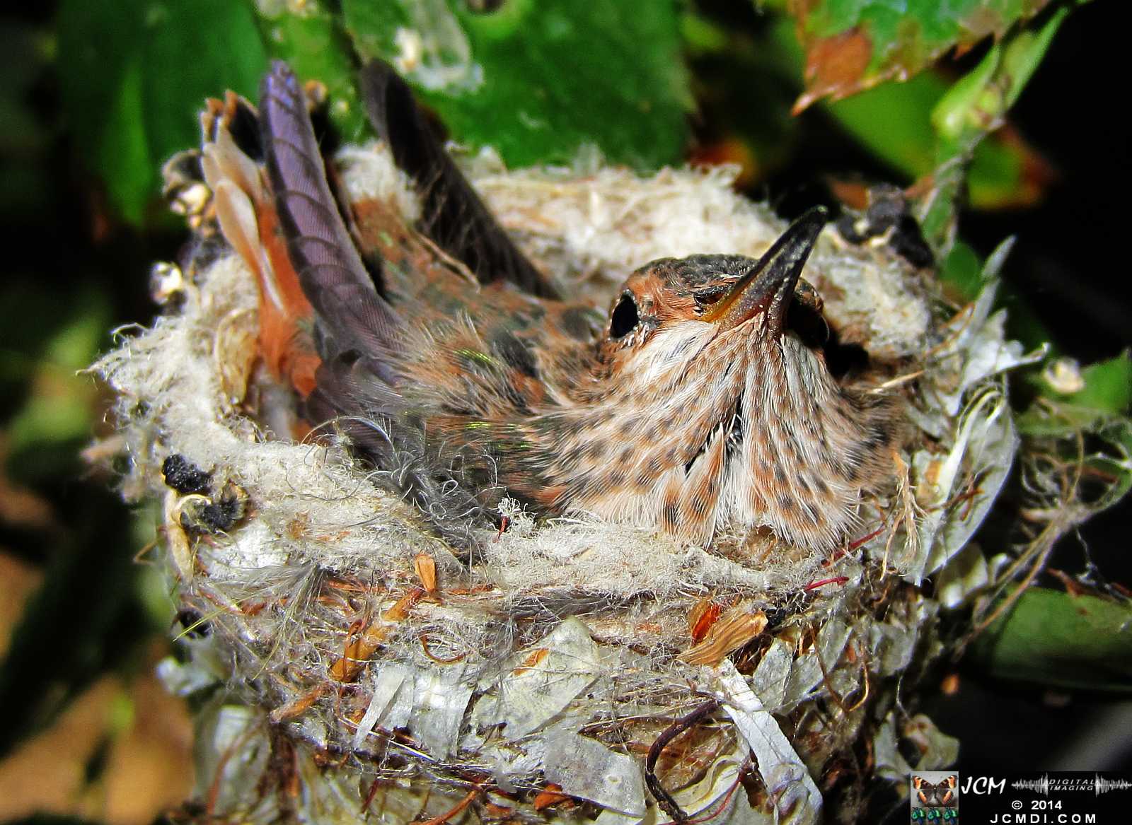 Allens Hummingbird chick and nest image 3-27-2014